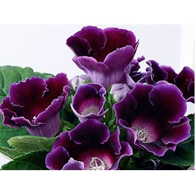 Глоксиния Violacea "Виолацея"