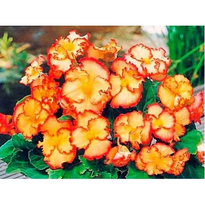 Бегония криспа желто-красная "Begonia Crispa yellow-red"