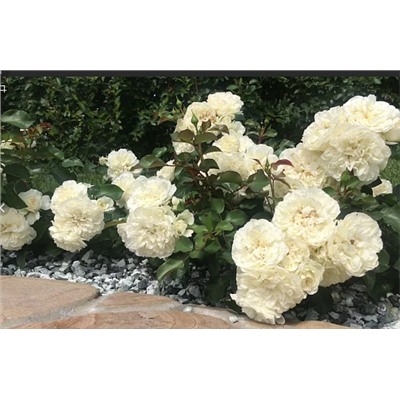 Blanc Meillandecor "Бланк Мейяндекор" почвопокровная штамб 160-170см