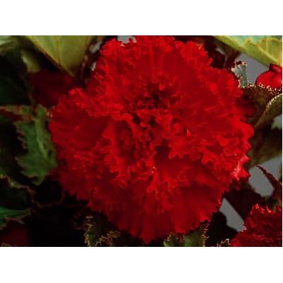 Бегония фимбриата красная "Fimbriata Red"