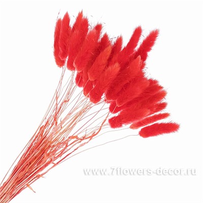 Набор лагуруса, 65см, (50шт)