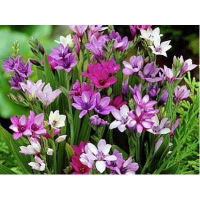 Бабиана Стрикта микс "Babiana Stricta Mix" 10шт