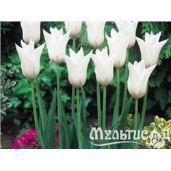 Тюльпан White Triumphator "Уайт Триумфатор" 5шт
