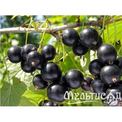 Смородина черная Лентяй