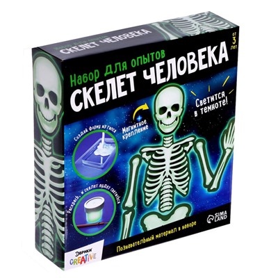 Набор для опытов «Скелет человека», уценка