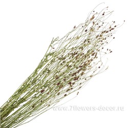 Сухоцвет "Кровохлебка", D3х H80 см