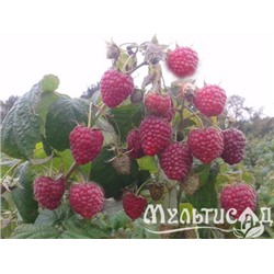 Малина Полька, ремонтантная