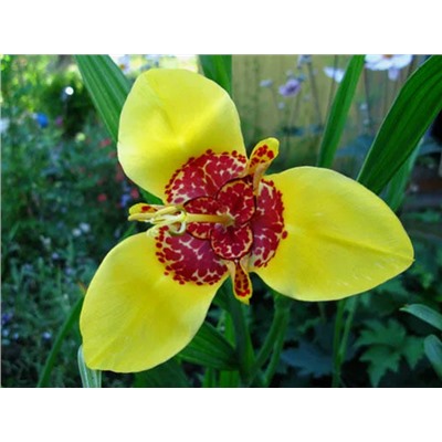 Тигридия Yellow "Жёлтая" 10шт