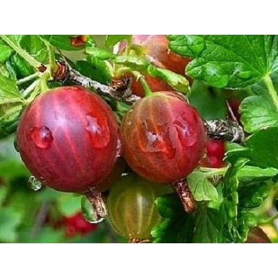 Крыжовник Ленинградский Великан