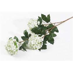 Калина Бульденеж белая
