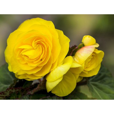 Бегония махровая желтая "Double Yellow"