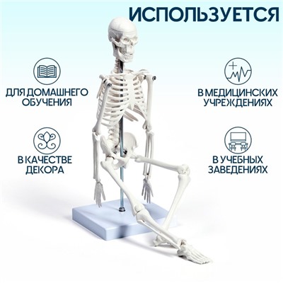 Макет "Скелет взрослого человека" в полный рост, для изучения анатомии, 45 см