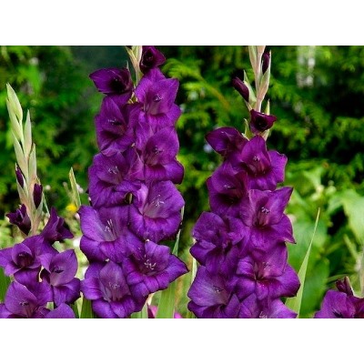 Гладиолус Purple Flora "Пепл Флора" 5шт