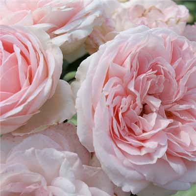 Claire Rose "Клэр Роуз"