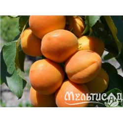 Абрикос колоновидный Принц Март