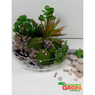 Сукуленты с моховыми кочками