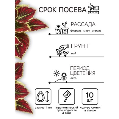Семена Цветов Колеус "Визард", 10 шт