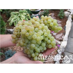 Виноград кишмиш №342