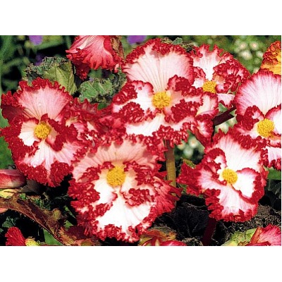 Бегония криспа бело-красная "Begonia Crispa white-red"