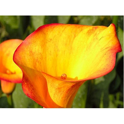 Калла Peach Chiffon "Пич Шиффон"