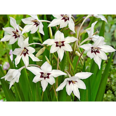 Acidanthera Murielae "Ацидантера Мюриэл" 10шт