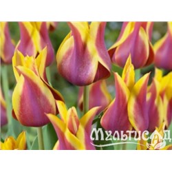 Тюльпан Ballade Dream"Баллада Дрим" 5шт