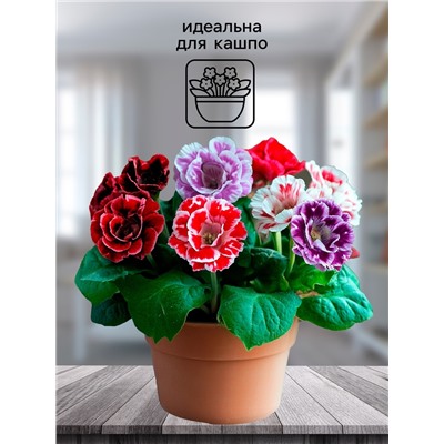 Семена комнатных цветов Глоксиния "Mахровая смесь", F1, 5 шт.
