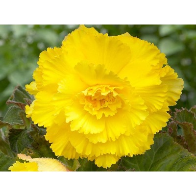 Бегония фимбриата желтая "Fimbriata Yellow"