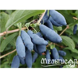 Жимолость Бакчарская