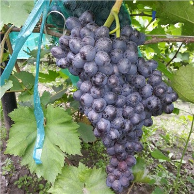 Виноград кишмиш Зорница