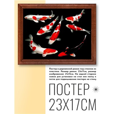 POSG-0196 Постер в рамке 23x17см Карпы кои