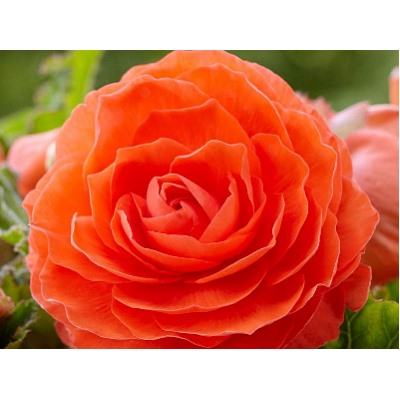 Бегония махровая оранжевая "Double Orange"
