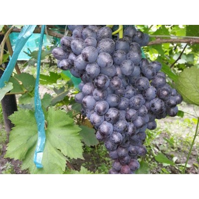 Виноград кишмиш Зорница