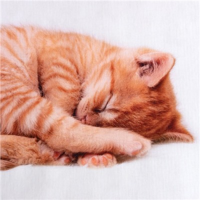 ПостельноебельёЭтель"Кitty", 1.5сп, 143х215см, 150х214см, 50х70см. - 1шт, 100%хлопок,бязь