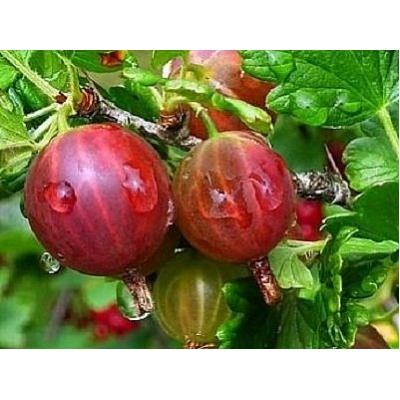 Крыжовник Ленинградский Великан