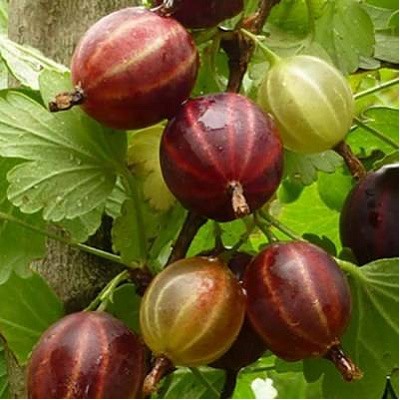 Крыжовник Ленинградский Великан