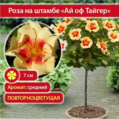 Eye of the Tiger "Ай оф Тайгер" флорибунда штамб 160-170см