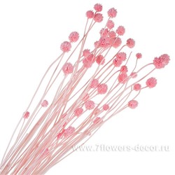 Набор сухоцветов, Н70 см, (50 шт)