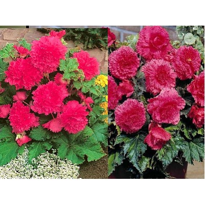 Бегония фимбриата розовая "Fimbriata Pink"