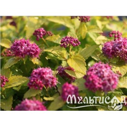 Спирея японская Macrophylla "Макрофилла" Р9