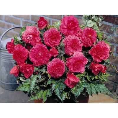 Бегония фимбриата розовая "Fimbriata Pink"