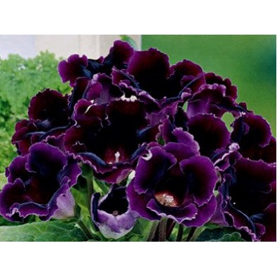 Глоксиния Violacea "Виолацея"