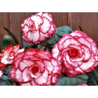 Бегония пикоти бело-красная "Begonia Picotee white-red"