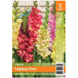 Гладиолус Рафлд микс 3шт