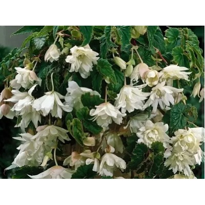 Бегония ампельная белая "Pendula Cascade White"