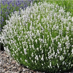 Лаванда гибридная Edelweiss "Эдельвейс" Р9