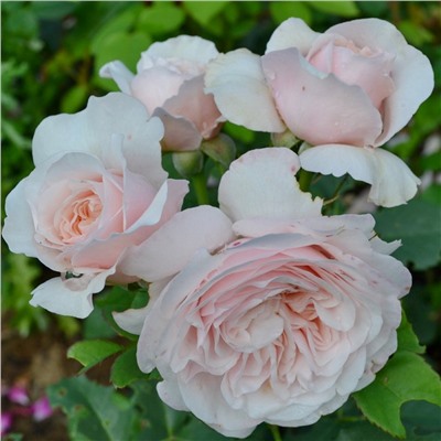 Claire Rose "Клэр Роуз"