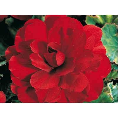 Бегония махровая красная "Double Red"