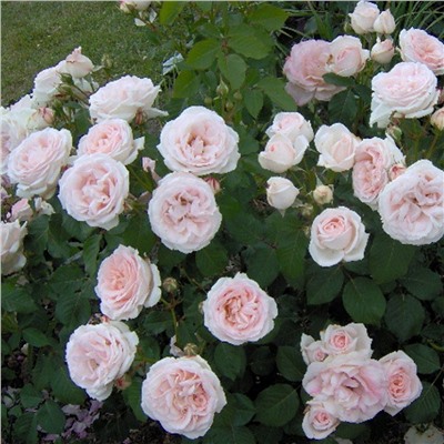 Claire Rose "Клэр Роуз"