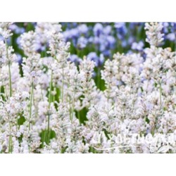 Лаванда гибридная Edelweiss "Эделвейс" Р9